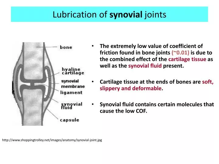 lubrication of synovial joints