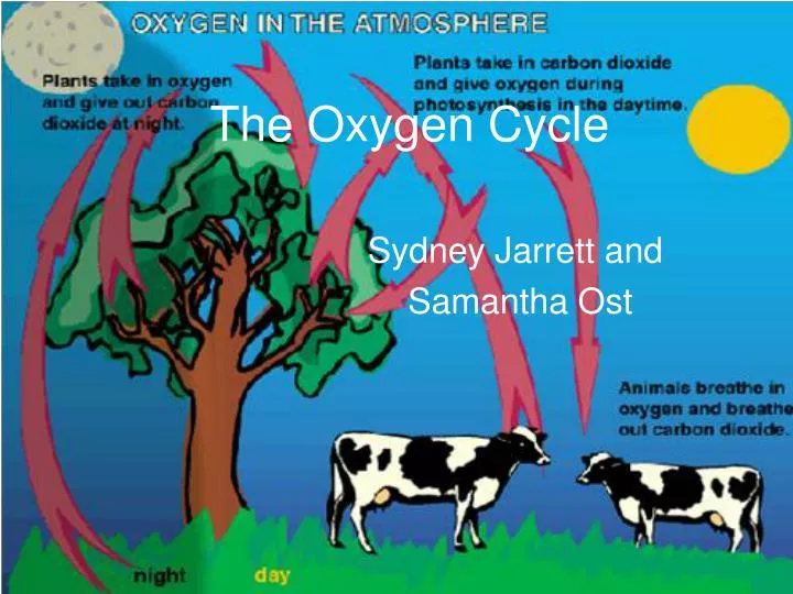 the oxygen cycle