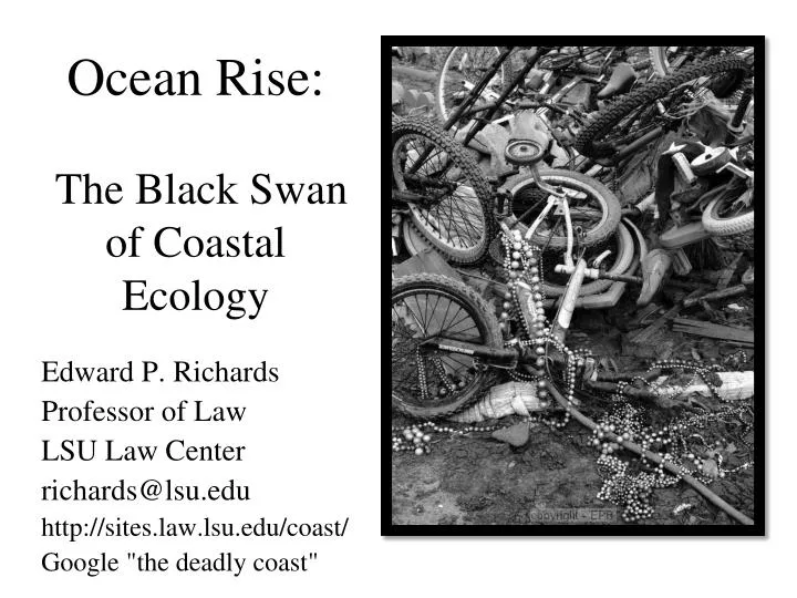 ocean rise the black swan of coastal ecology