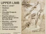 UPPER LIMB - slide 1
