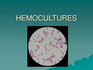 hemocultures