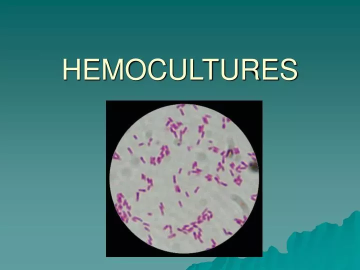 hemocultures