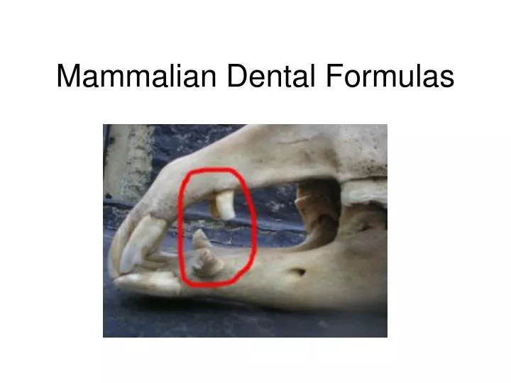 mammalian dental formulas