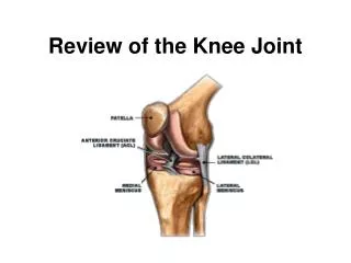 Review of the Knee Joint