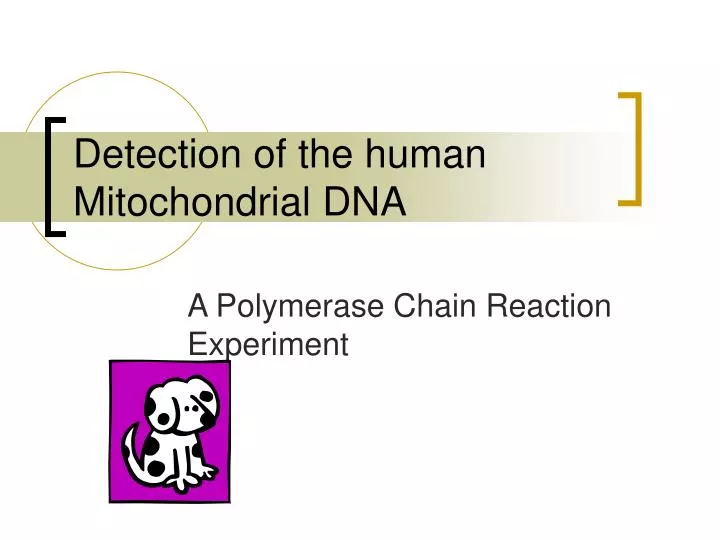 detection of the human mitochondrial dna