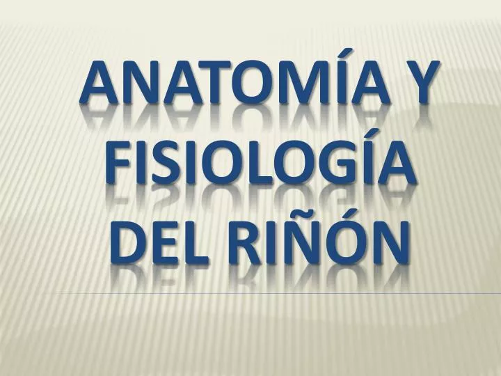 anatom a y fisiolog a del ri n