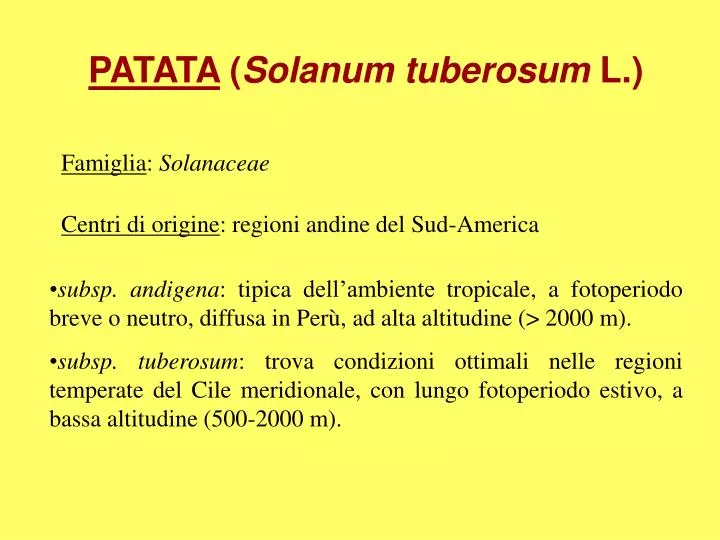 patata solanum tuberosum l