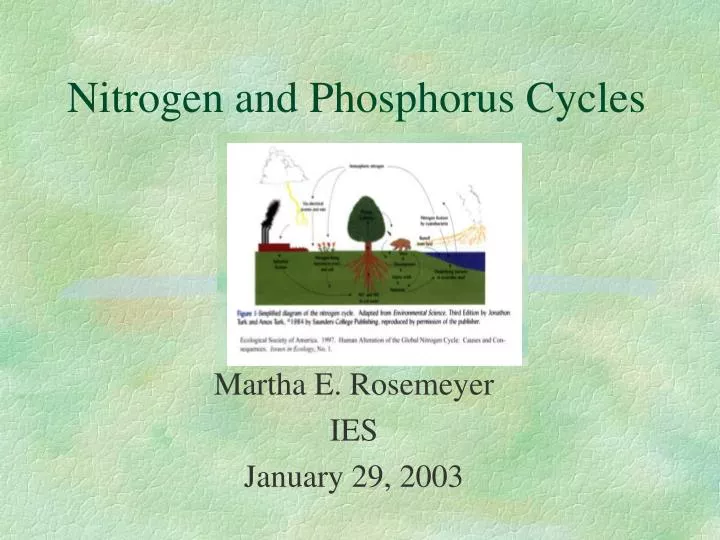 nitrogen and phosphorus cycles