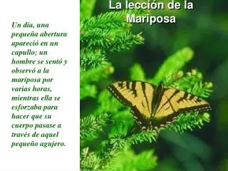La lección de la Mariposa