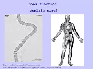 Does function explain size?