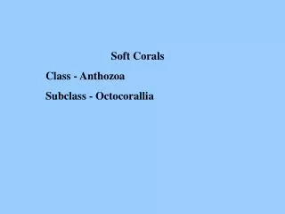 Soft Corals Class - Anthozoa Subclass - Octocorallia