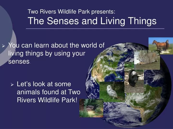 two rivers wildlife park presents the senses and living things