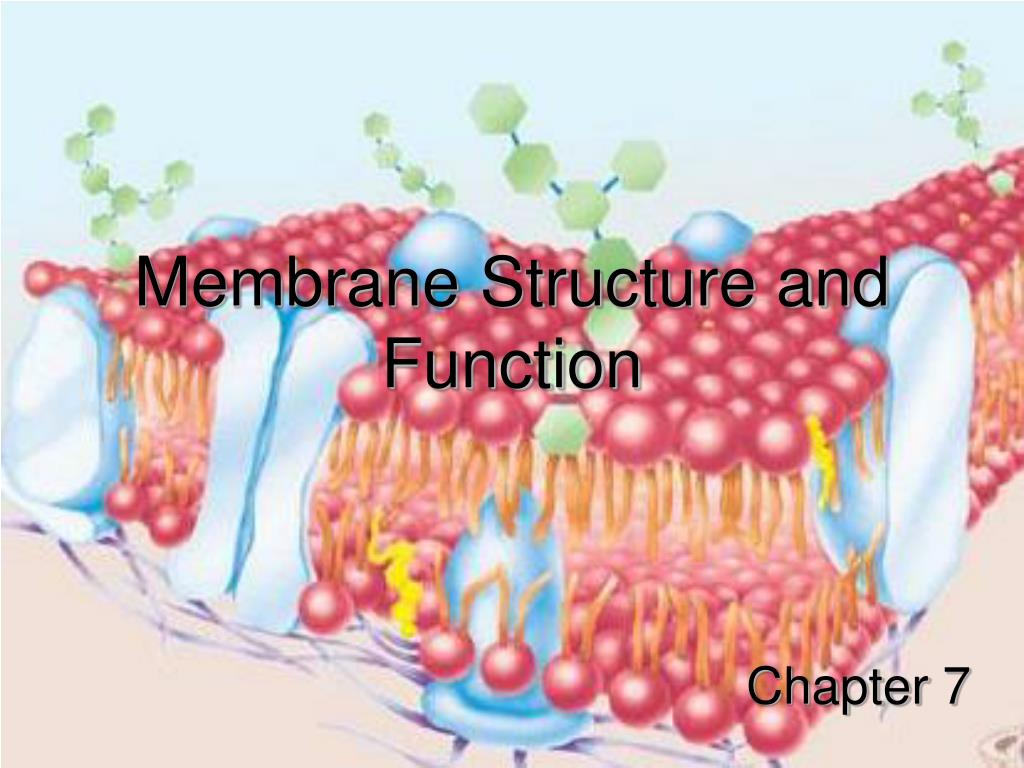 PPT - Membrane Structure and Function PowerPoint Presentation, free ...