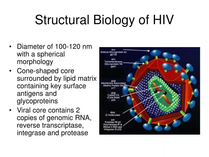 structural biology of hiv