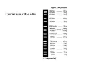 Fragment sizes of H-Lo ladder