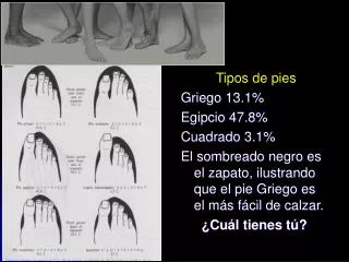 Tipos de pies Griego 13.1%	 Egipcio 47.8% Cuadrado 3.1% El sombreado negro es el zapato, ilustrando que el pie Griego e