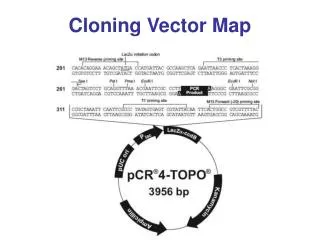 Cloning Vector Map