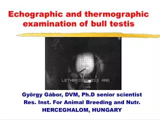 Echographic and thermographic examination of bull testis