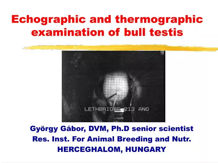 echographic and thermographic examination of bull testis