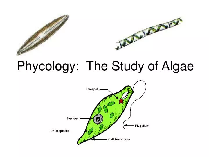 phycology the study of algae
