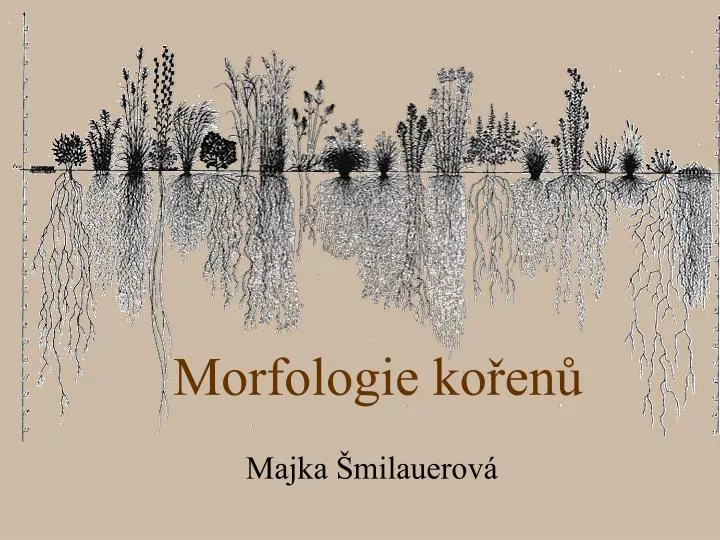 morfologie ko en