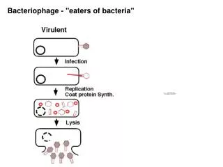 Bacteriophage - &quot;eaters of bacteria&quot;
