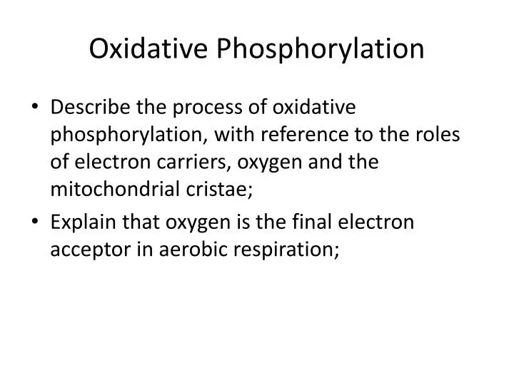 oxidative phosphorylation