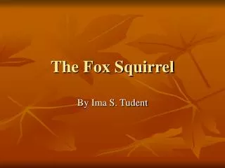 The Fox Squirrel