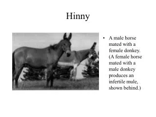 Hinny