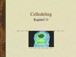 celledeling