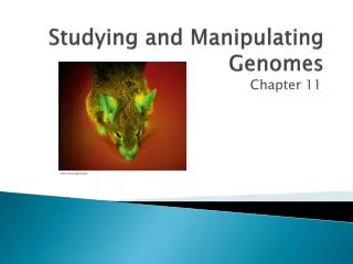 Studying and Manipulating Genomes