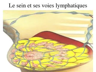Le sein et ses voies lymphatiques