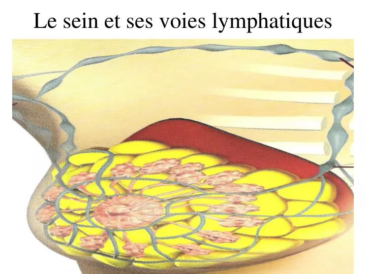 le sein et ses voies lymphatiques
