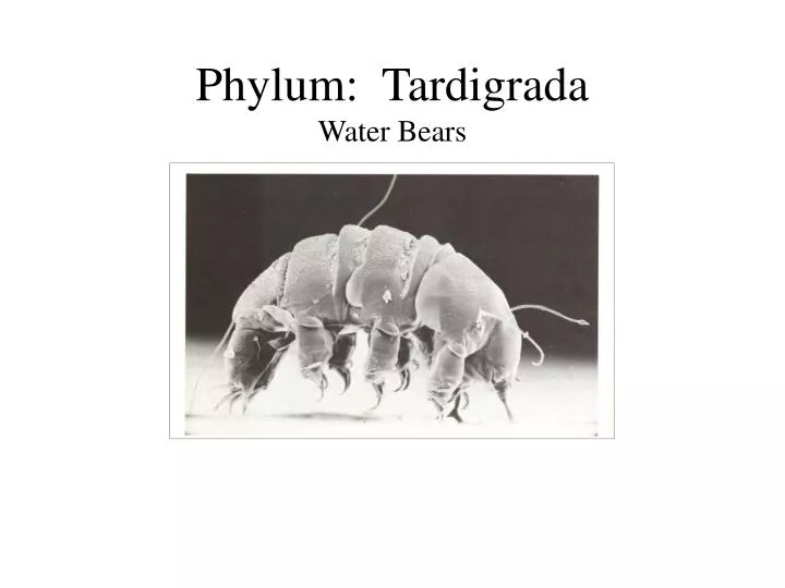 phylum tardigrada water bears
