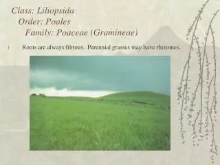 Class: Liliopsida Order: Poales Family: Poaceae (Gramineae)