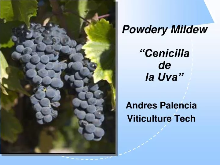 powdery mildew cenicilla de la uva