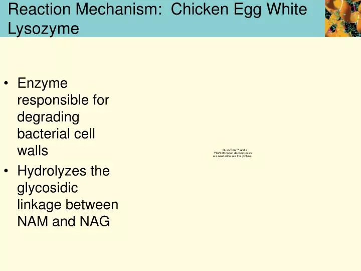 reaction mechanism chicken egg white lysozyme