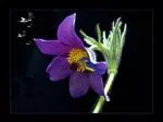 HOŞGELDİNİZ - slide 1