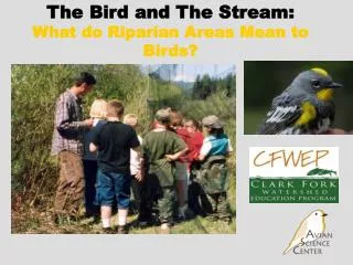 The Bird and The Stream: What do Riparian Areas Mean to Birds?
