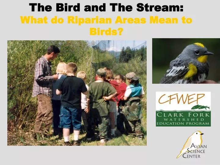 the bird and the stream what do riparian areas mean to birds