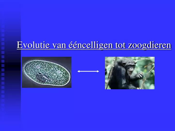 evolutie van ncelligen tot zoogdieren