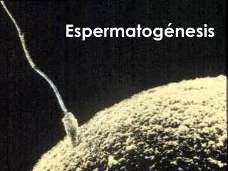 espermatog nesis