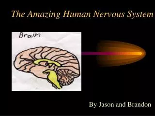 The Amazing Human Nervous System