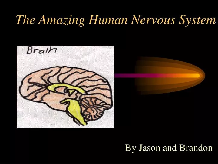 the amazing human nervous system