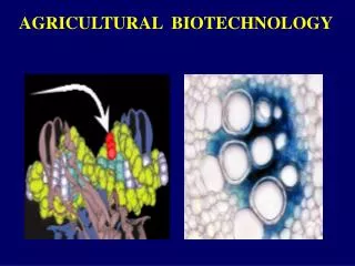 AGRICULTURAL BIOTECHNOLOGY