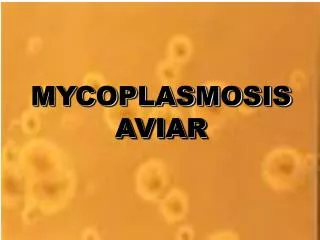 MYCOPLASMOSIS AVIAR