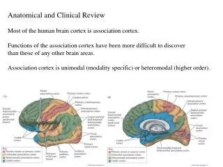 Anatomical and Clinical Review Most of the human brain cortex is association cortex. Functions of the association cortex