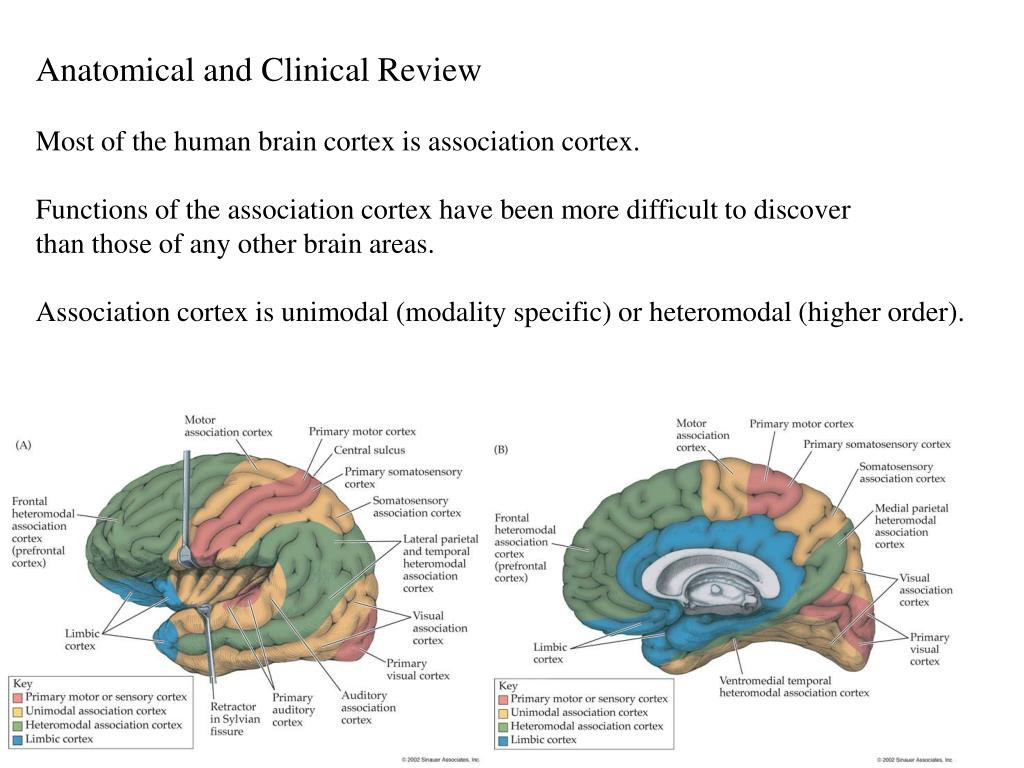 PPT - Anatomical and Clinical Review Most of the human brain cortex is ...