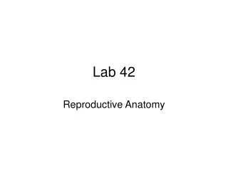 Lab 42