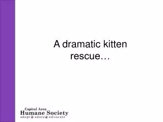 A dramatic kitten rescue…